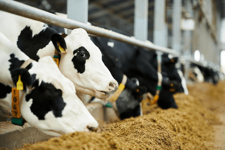 estresse térmico em vacas leiteiras