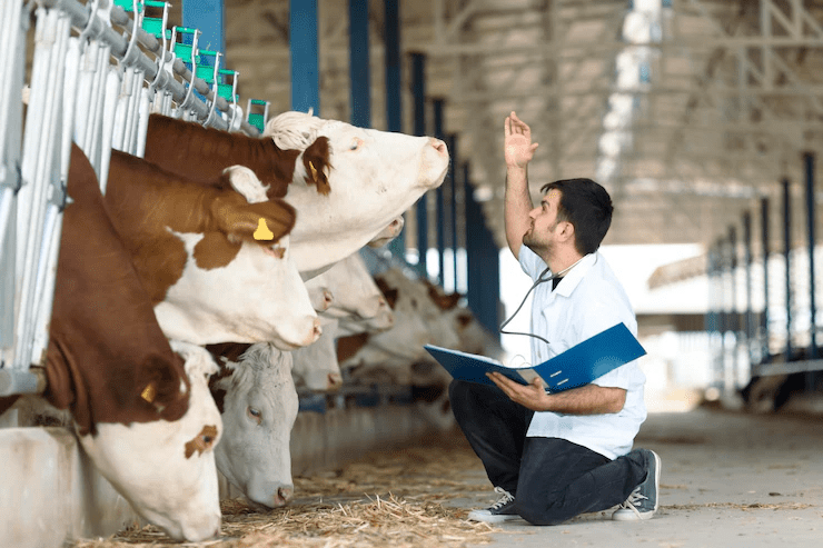 Doença cetose bovina